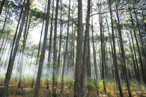 Pine tree forest Netarhat, Jharkhand
